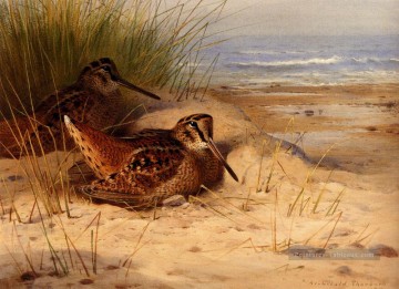  sea Peintre - Bécasse nichant sur une plage Archibald Thorburn oiseau